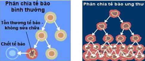 hoasinh.jpg