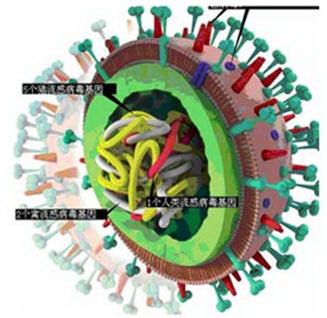 h1n1.jpg