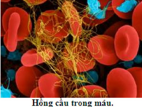 hong-cau-trong-mau_resize.jpg