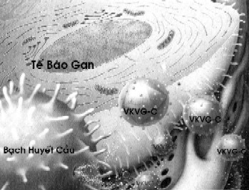 c_image002.jpg c_image002.jpg