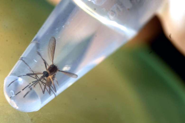 zika.jpg