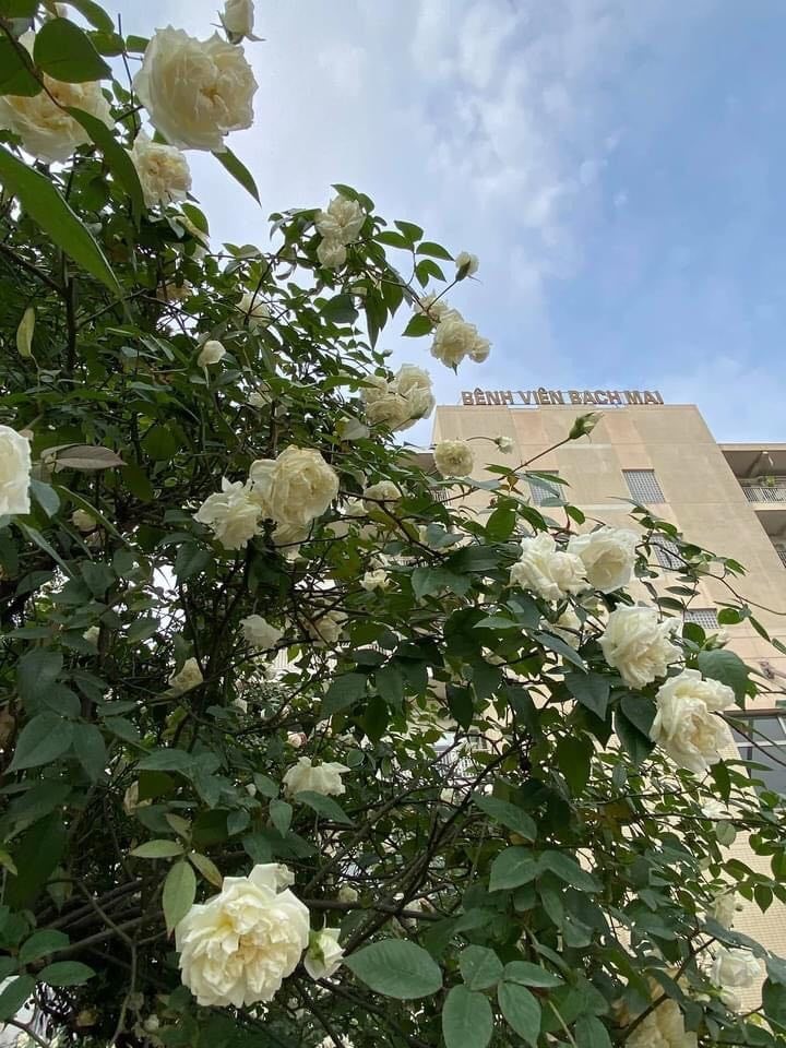 AN TOAN CAT CANH CUNG BACH MAI3