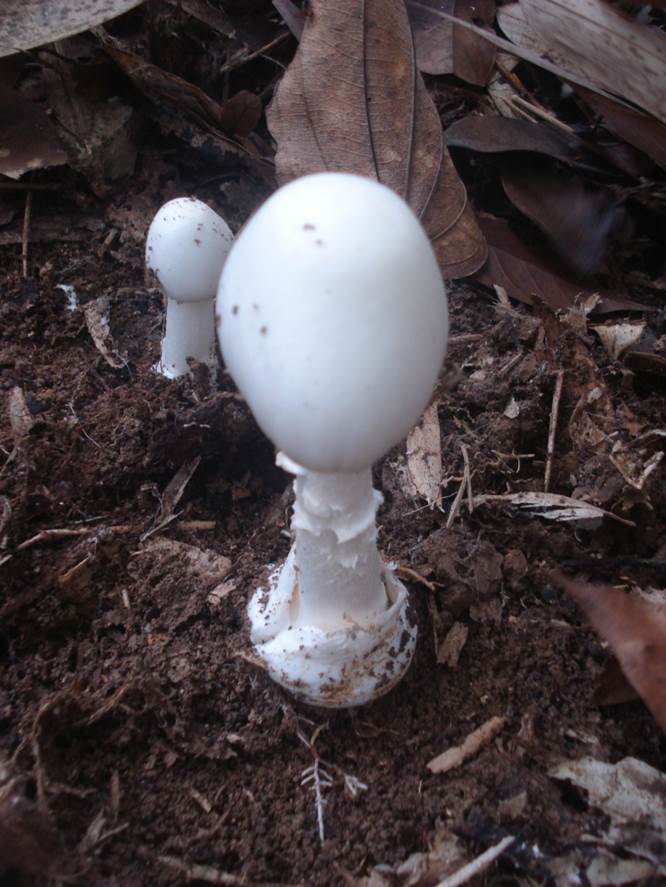 Nam-doc-trang-hinh-non-tai-Bac-Can.jpg - 77.28 kb