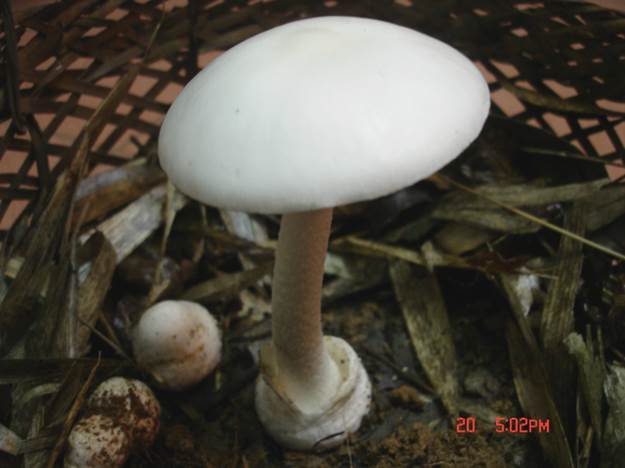 Nam-doc-tan-trang-2.jpg - 29.5 kb