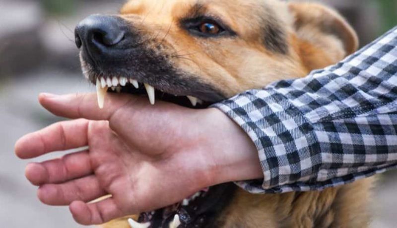 cho dai can 1554375867792