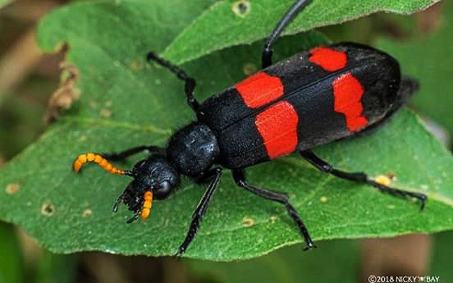 mot loai sau ban mieu