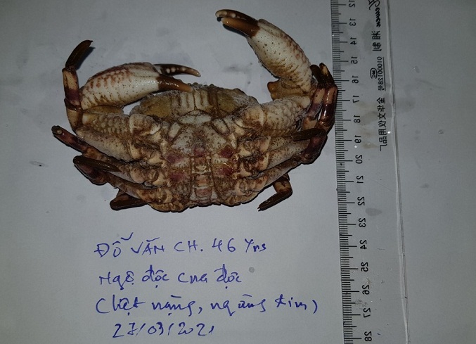 mau cua giong loai Bn da an 2 mau cua giong loai Bn da an 2